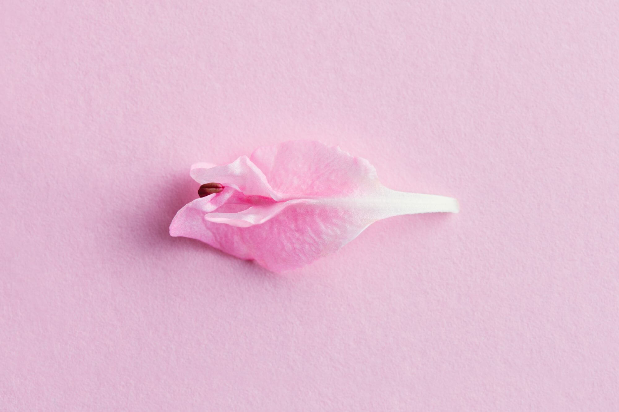 Image of a flower petal.